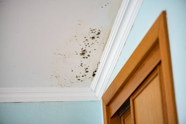 Best Certified Mold Removal  in St Peters, MO
