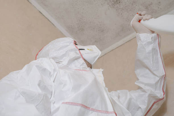 Best Black Mold Removal  in St Peters, MO