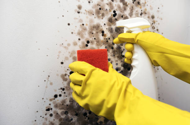 Certified Mold Removal in St Peters, MO